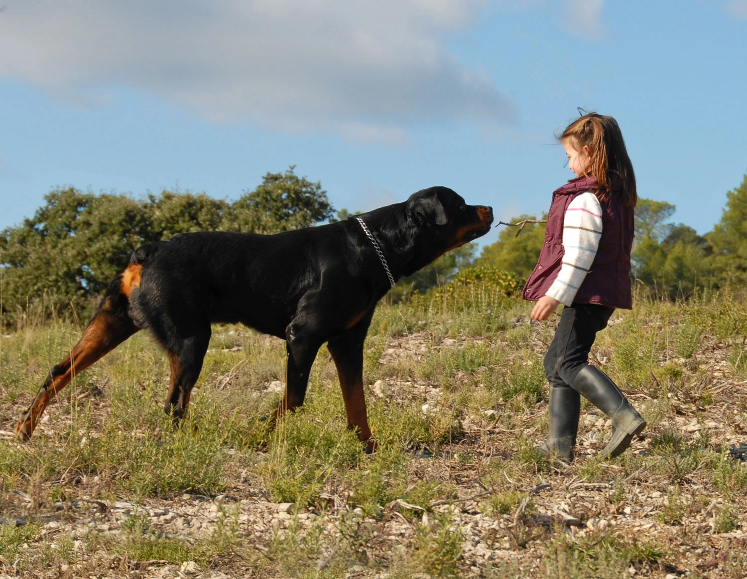 little girl playing with her friend purebred rottweiler